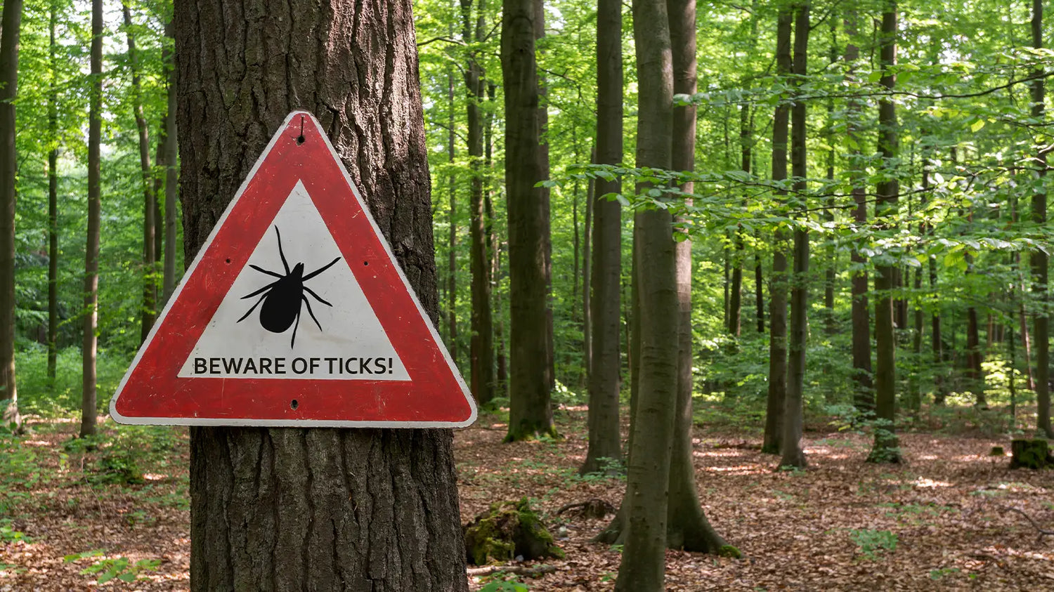 How to Beat the Bugs (and ticks): Your Guide to Insect Repellent Hunting Gear