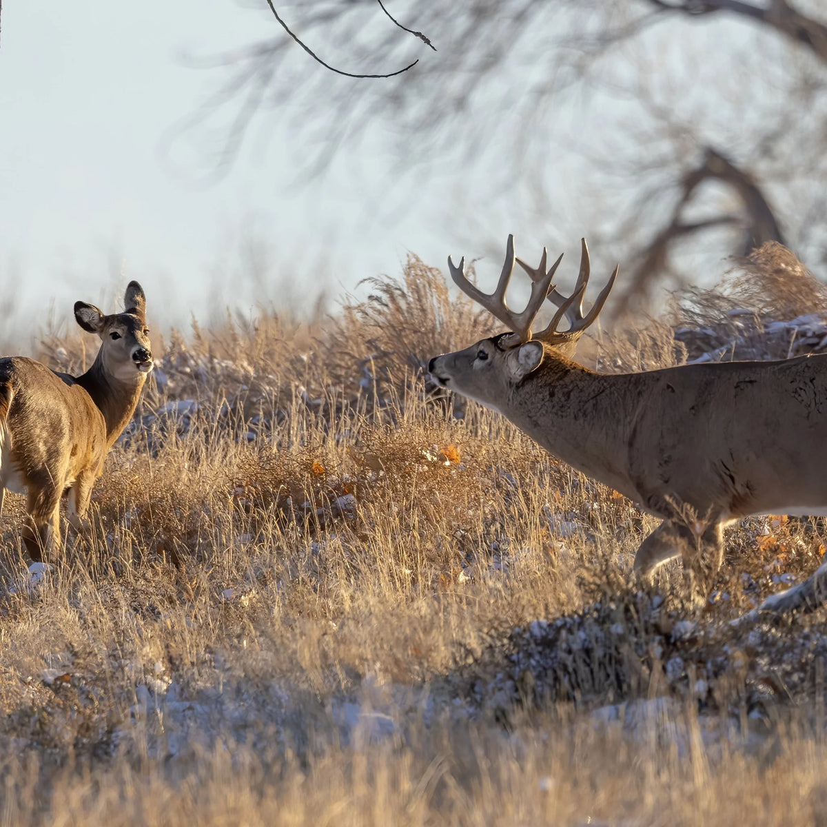 Whitetail buck chasing doe